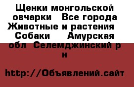 Щенки монгольской овчарки - Все города Животные и растения » Собаки   . Амурская обл.,Селемджинский р-н